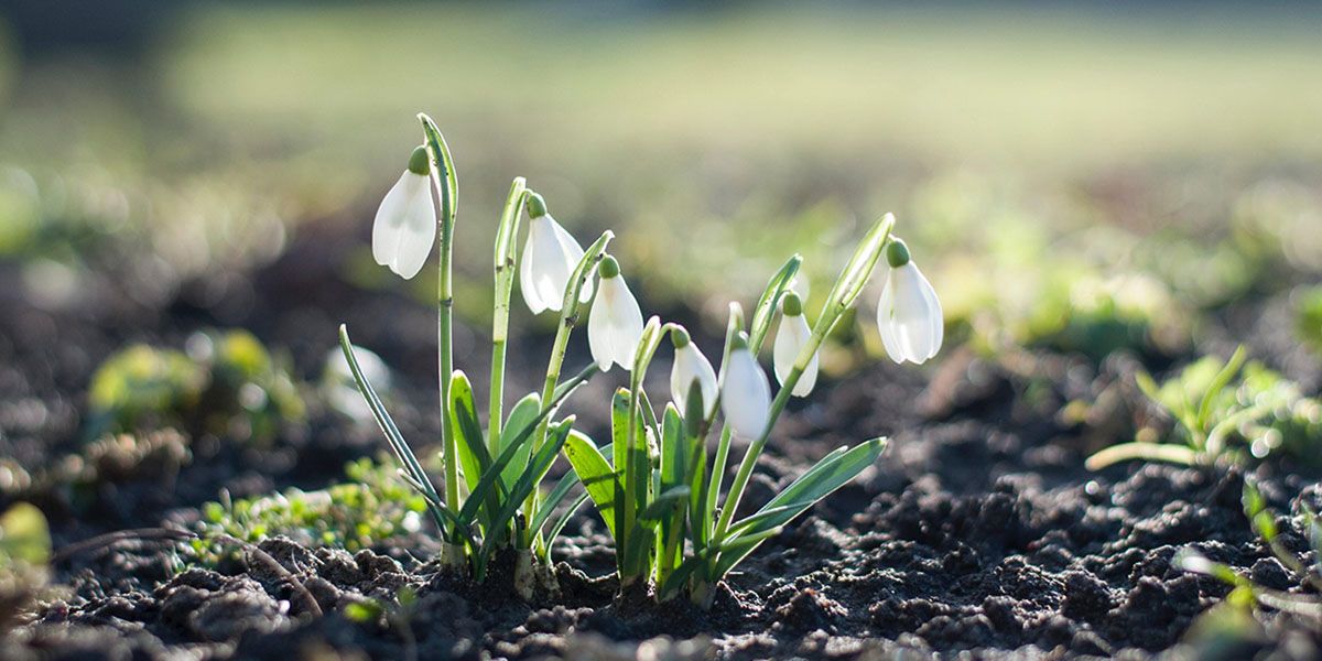 Vårblommor