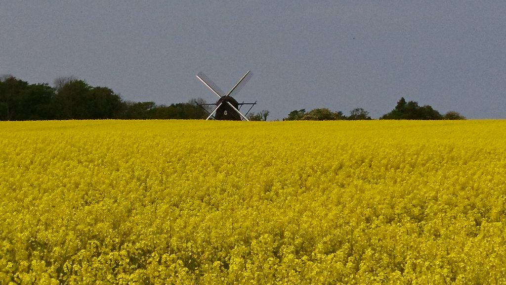 Rapsfält - Skåne län